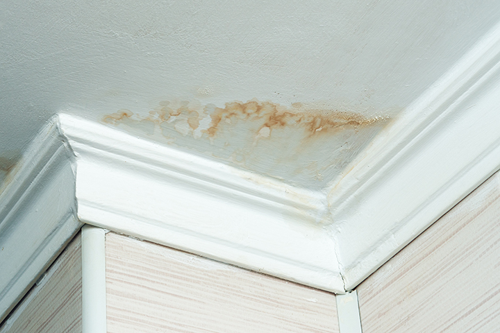 Support3-Quita las manchas de hongo en tus paredes